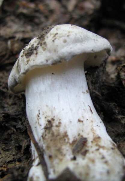 funghi da identificare 4